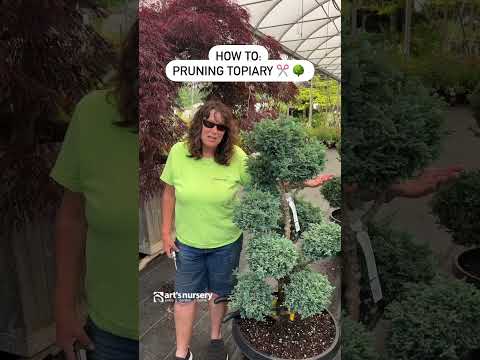 How To: Pruning Topiary | Pruning Pom Pots, Diamond Shape Topiary, Pruning Laurels