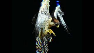 the courteeners, the opener