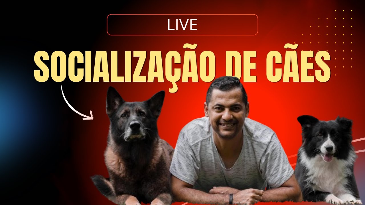 SOCIALIZAÇÃO DE CÃES - CONSELHOS PODEROSOS l CAIO WORKING DOGS