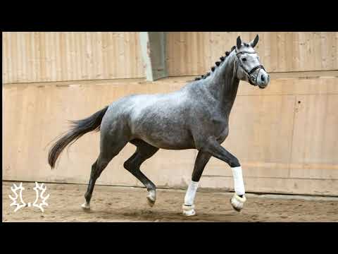 Kat. Nr. 38 - "Samba" von Millennium - Münchhausen *2017