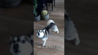 POINT OF VIEW: YOUR HUSKY HOWLS AT YOU! 🐶😍❤️