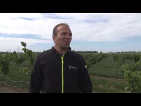 PLANTAZA LESNIKA U PADINI