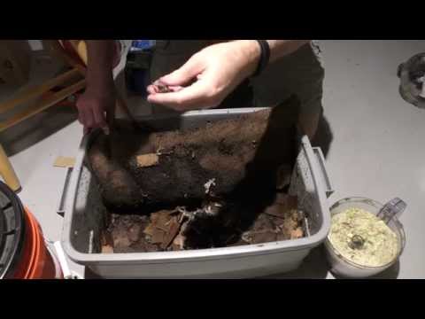 New Vermicompost Worm Bin 6 Week Followup