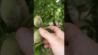 Как растет Миндаль?Самое большое миндальное дерево!  #миндаль #деревья #природа #сад #nature