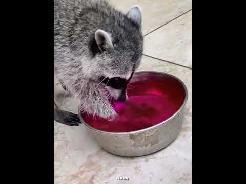 Mochi The Raccoon Thought Her Cotton Candy Was Dirty 😂🪝 #shorts