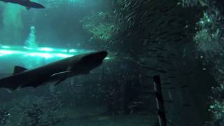 preview picture of video 'Newport Aquarium- Volunteer Diving'