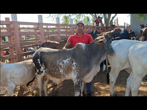 GADO COM FORÇA NA FEIRA DE LAGOA DE PEDRAS-RN 21.09.2026