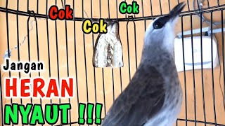 Download lagu TRUCUKAN GACOR ROPEL PANJANG Perangsang bunyi burung trucukan agar trucuk cepat bunyi GACOR mp3