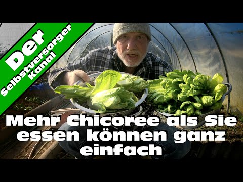 , title : 'Chicoree mehr als Sie essen können selbst anbauen'