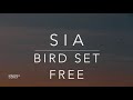 Sia Bird Set Free Lyrics Tradução Legendado HQ
