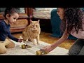 Demo Werbung Katzen Stephanie Lamprecht