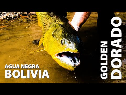 Golden Dorado - Agua Negra Bolivia