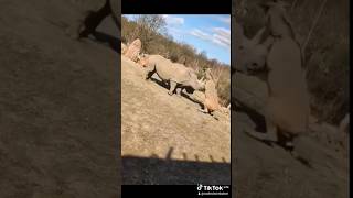 Download lagu Eland vs Rhino #wildlife #conservation #eland #rhino #rhinoceros #youtubeshorts #youtube #shorts mp3