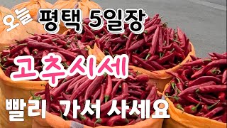 오늘 평택 장날^^  통복시장 고추시세 저렴   빨리사러 가세요~~ 고추가격