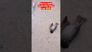 Download lagu Burung Ajaib 😲😲 Sudah Mati Hidup Lagi #shorts #animals #birds #viral mp3