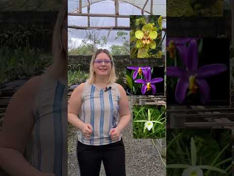 , title : '3 tipos de orquídeas diferentes! #dicas #cattleya #cultivodeorquideas #cultivo #orquideabrasil'