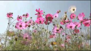 Download lagu Panineerumaayi ilam Kaattu Veeshi..!!(Mini Anand) mp3