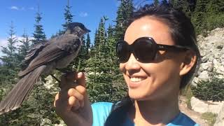 Ray Chen Adventure Video Contest-Lily Meets a Grey Jay