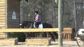 preview picture of video 'Kryptic - 2007 Trakehner stallion, first hack (cross country course 1 of 4)'
