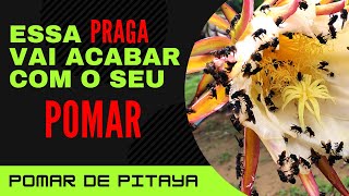Est Praga pode Acabar com o Seu POMAR. Plantio de Pitaya atacado por Abelha. #Pitaya #dragonfruit