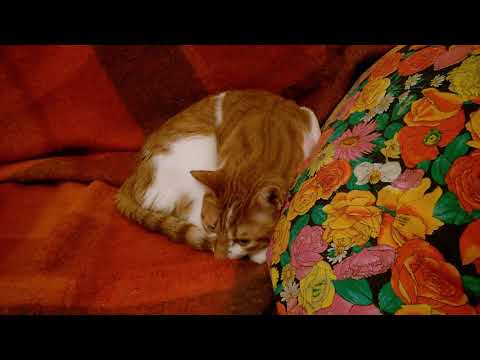 Kalsifer the Cat and the autumn nights - Vol.1