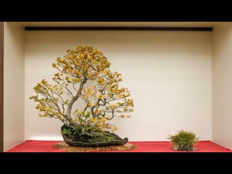 Bonsai tree exhibition 2021 part 57