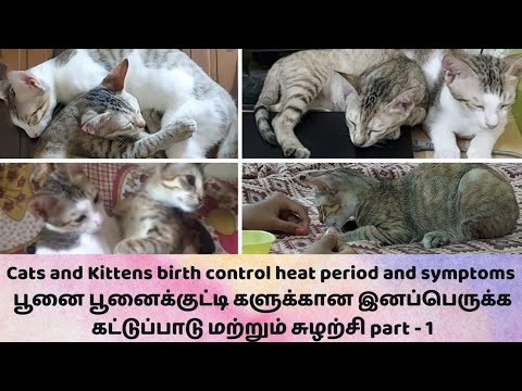 Cats & kitten birth control heat period and symptoms பூனை இனப்பெருக்க கட்டுப்பாடு & சுழற்சி part - 1