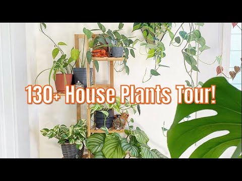 UPDATED House Plant Tour: 130+ Plants in my 700 sq ft Home!