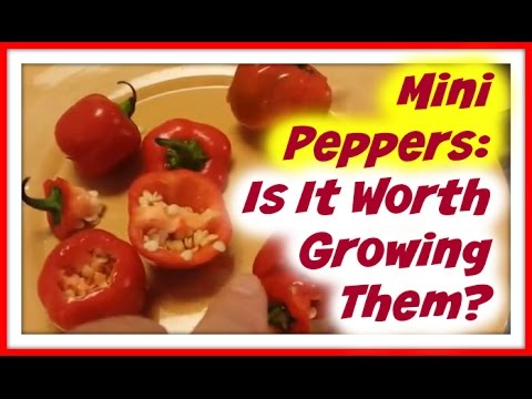 download lagu mp3 mp4 Small Red Bell Pepper, download lagu Small Red Bell Pepper gratis, unduh video klip Small Red Bell Pepper