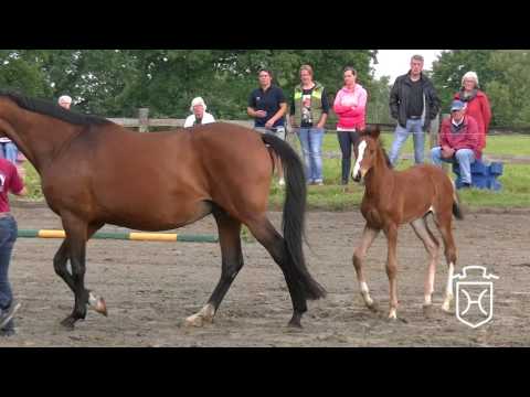 HEI193 Stutfohlen von Dinken   Quo Vados   Lascadell