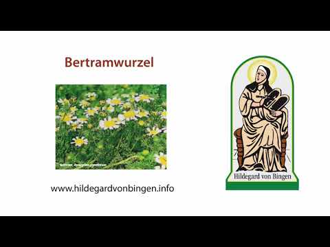Die Bertramwurzel (anacyclus pyrethrum) bei Hildegard von Bingen