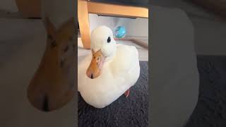 やる気のなさすぎる春休み中の動物 #duck #癒し #コールダック #ペット #大型犬のいる生活 #pets #かわいい #犬 #ゴールデンレトリバー