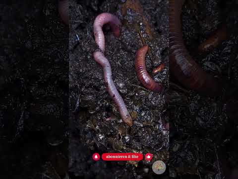 Regenwürmer im Garten: So förderst du den Boden-Motor (No-Dig & Mulch)