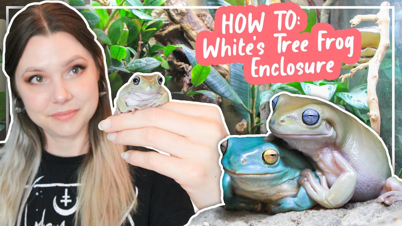 Watch video How To Set Up A White's Tree Frog Enclosure Now How To Set Up A White's Tree Frog Enclosure