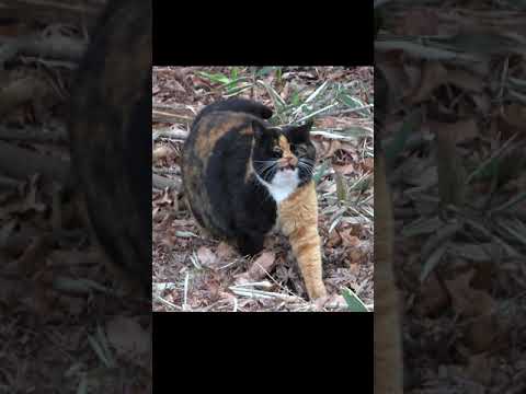-Browsing attention- Stray calico cat (Mikeneko) 💩💩💩