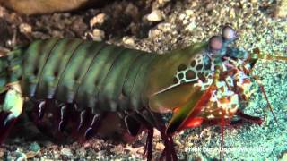 preview picture of video 'Mantis shrimps'