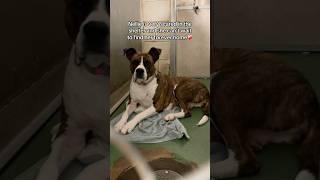 Video preview image #1 Bulloxer Puppy For Sale in Huntley, IL, USA