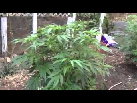 Mjmama's 2013 veggers part 2