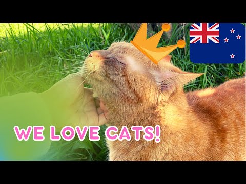 Why New Zealand has such a high rate of cat ownership - Cost aspect