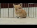 Baby Bunny - Parry Gripp 