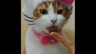 KITTY KAT just watch ...ok...