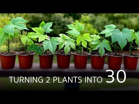 , title : 'How To Go From Zero to 30 Chaya Plants In Just 3 Months!'