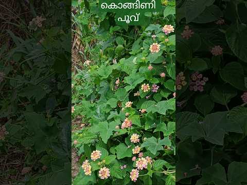 #lantana#aripoove#kongini poove#plants #flowers #garden