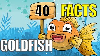 Goldfish Facts | 40 Fun Facts About Goldfish | Amazing Facts About Goldfish | Goldfish Fun Facts