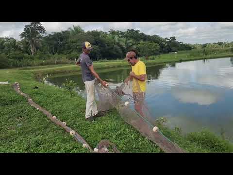 Pescaria aqui na chácara Junior em Davinópolis Maranhão 29/03/2024