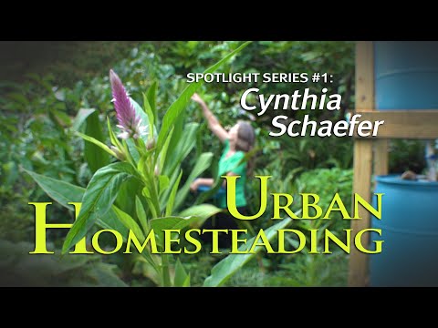 Urban Homesteading - A Look at Cynthia Schaefer's Urban Homestead