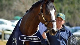 preview picture of video 'Investec Summerhill Stallion Day 2013'