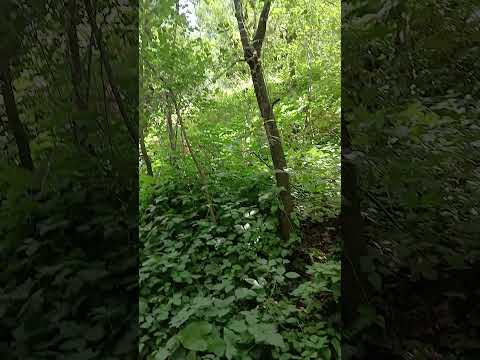 Nature tour in the forest and mountains