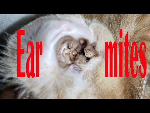 Ear mites!Flea prevention!Best treatment for cats!Home remedies,easily relieve the pain of the cats.