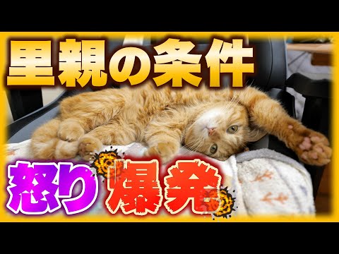 偶然やって来た猫